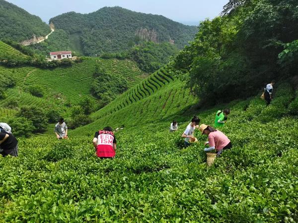 一杯红茶 与你平分秋日浪漫AG真人游戏秋分话农耕丨饮(图1)