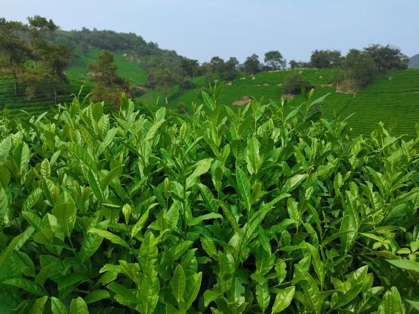 一杯红茶 与你平分秋日浪漫AG真人游戏秋分话农耕丨饮(图4)