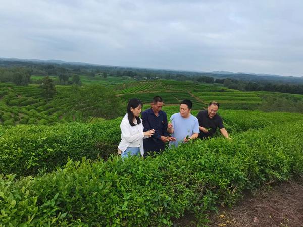 一杯红茶 与你平分秋日浪漫AG真人游戏秋分话农耕丨饮(图3)