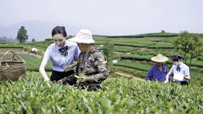 ：下一个增长点将会是……ag真人聚焦白茶未来市场(图3)